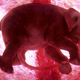Illustration for article titled Rare In Utero Images Glimpse Animals Inside the Womb